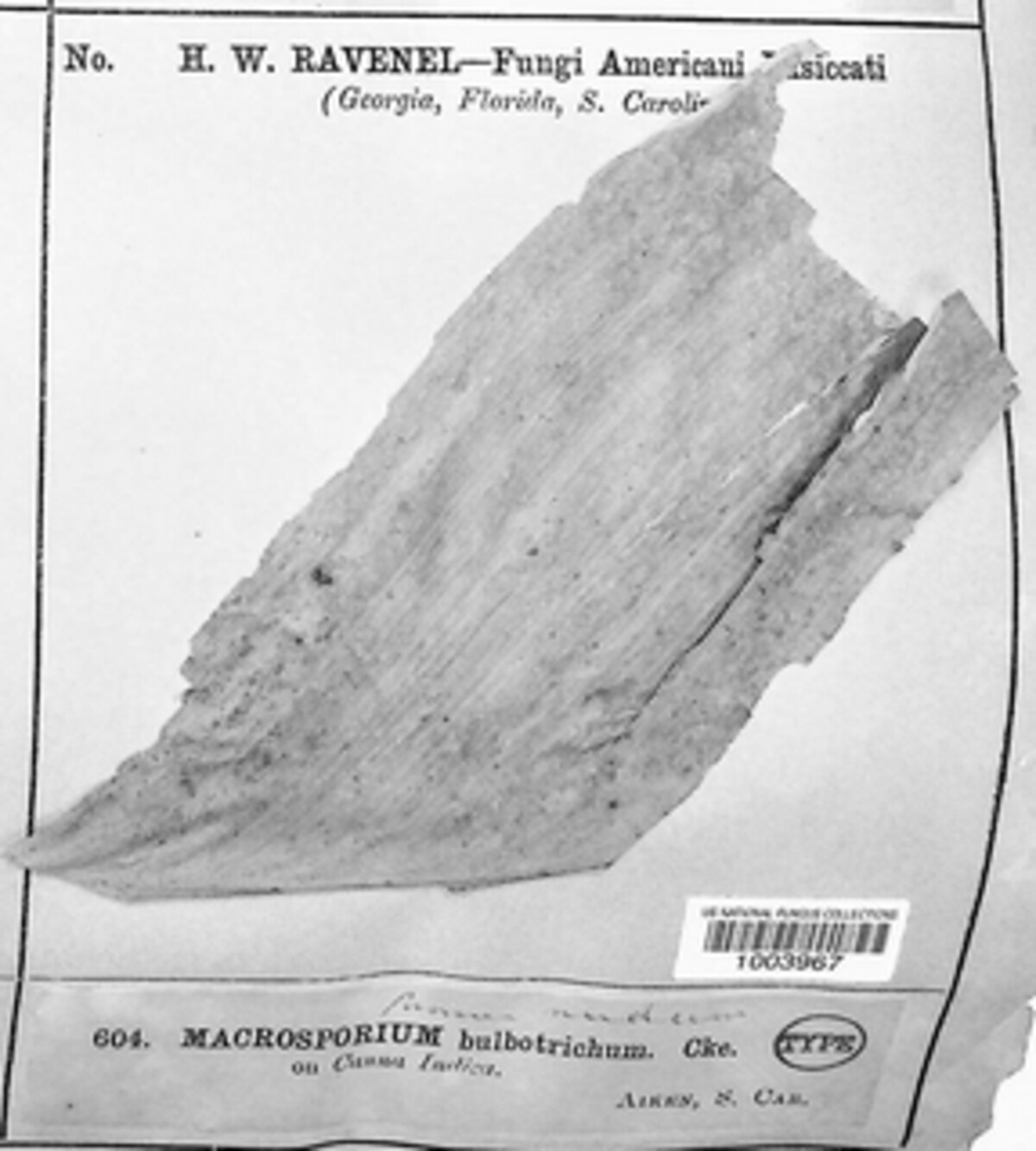 Macrosporium bulbotrichum image